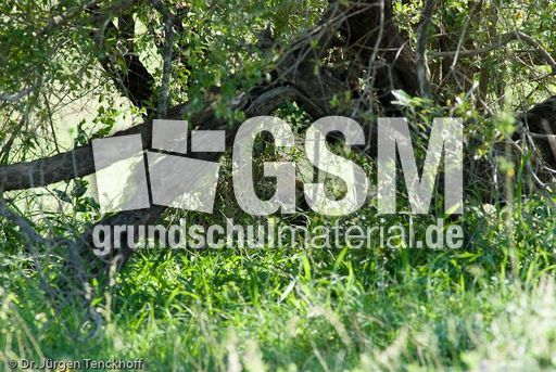 leopard (54 von 60).jpg